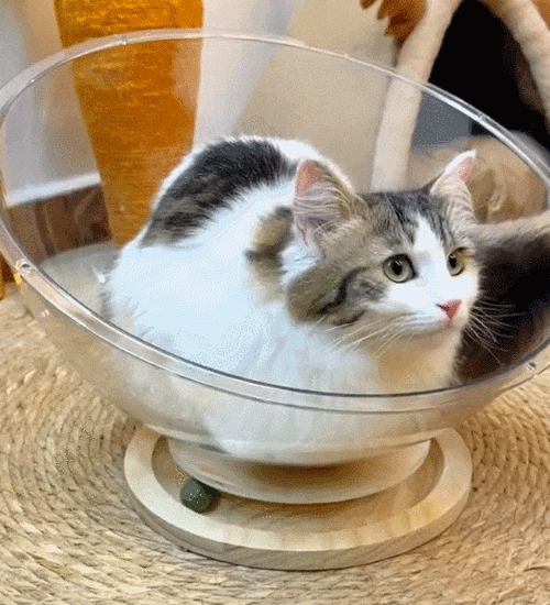 猫の巣