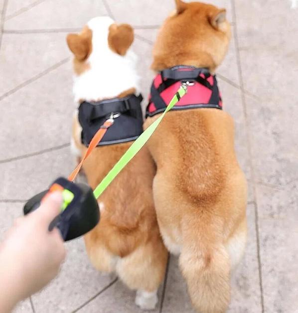 犬の散歩ひも