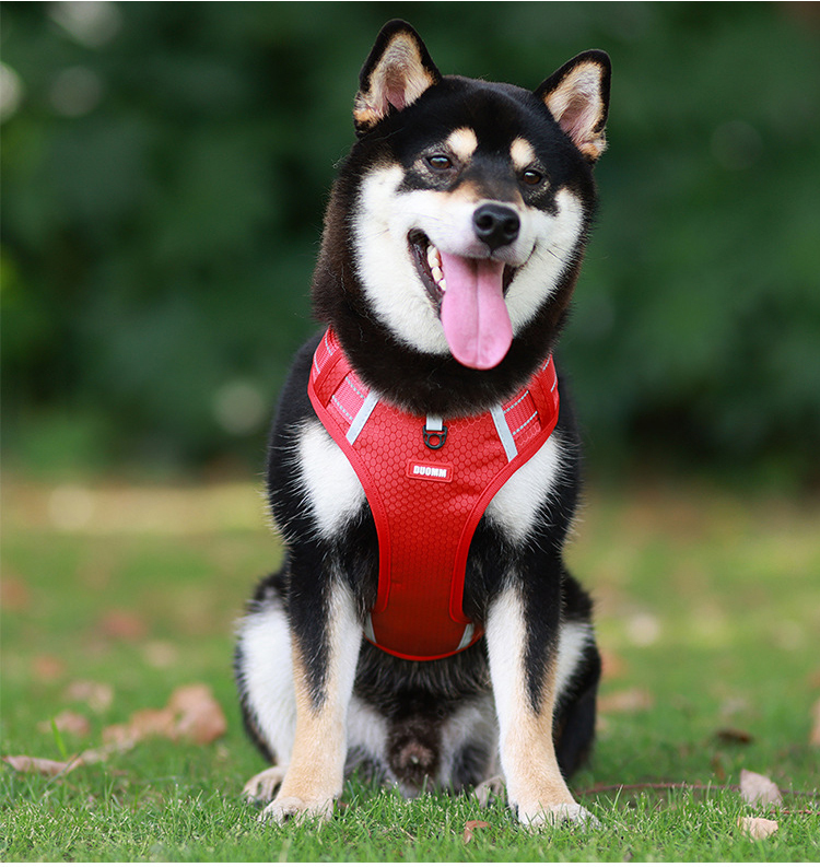 反射犬胸キャリア