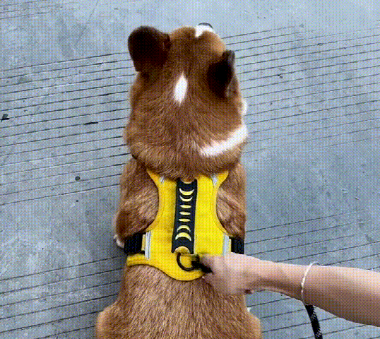 反射犬胸キャリア
