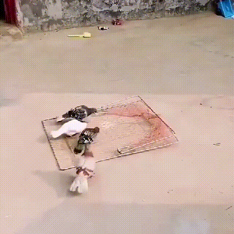 自動防鳥ネット