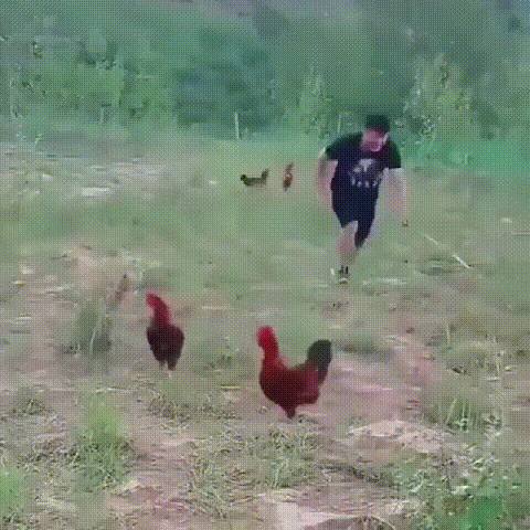 チキンネット