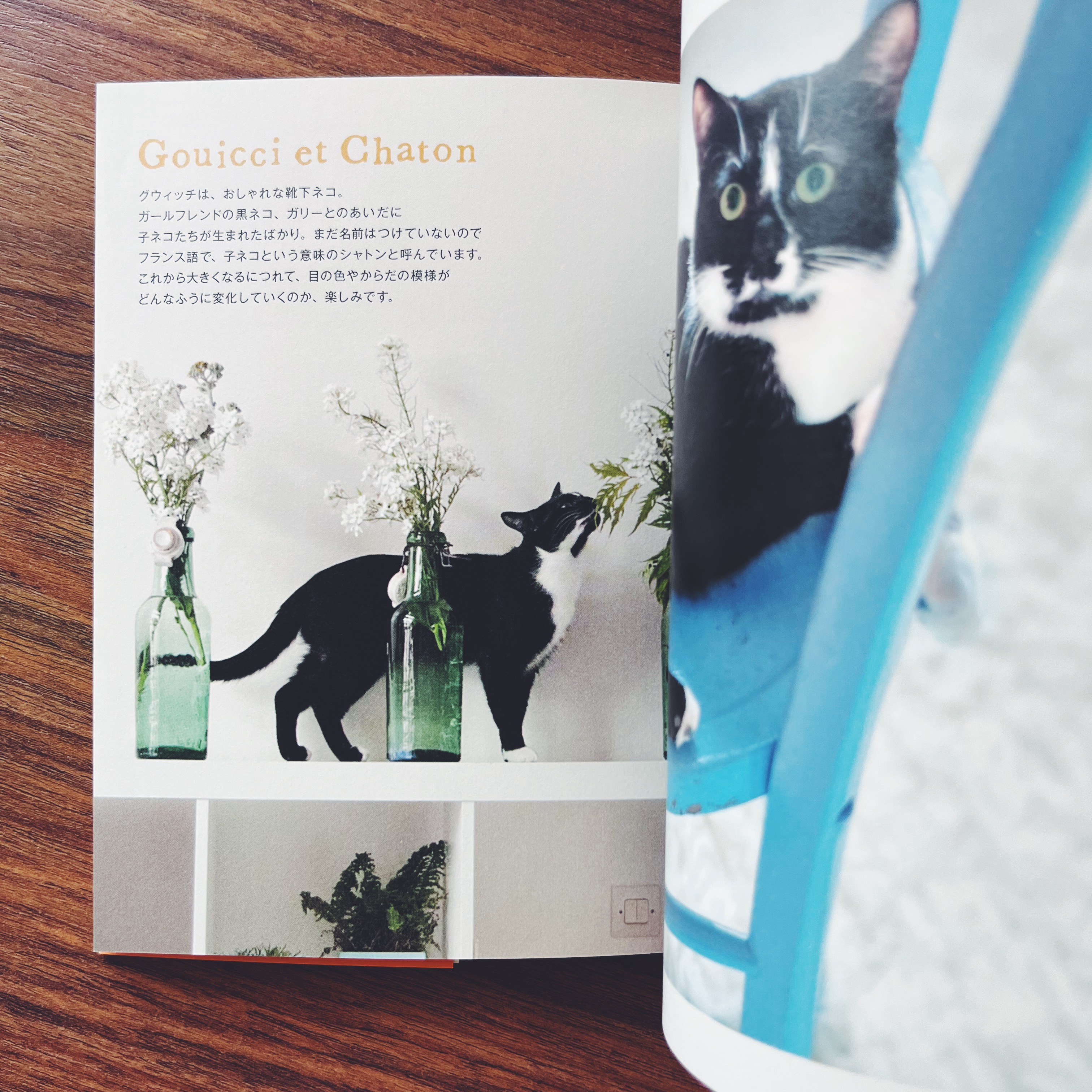 Mon petit chat de Paris