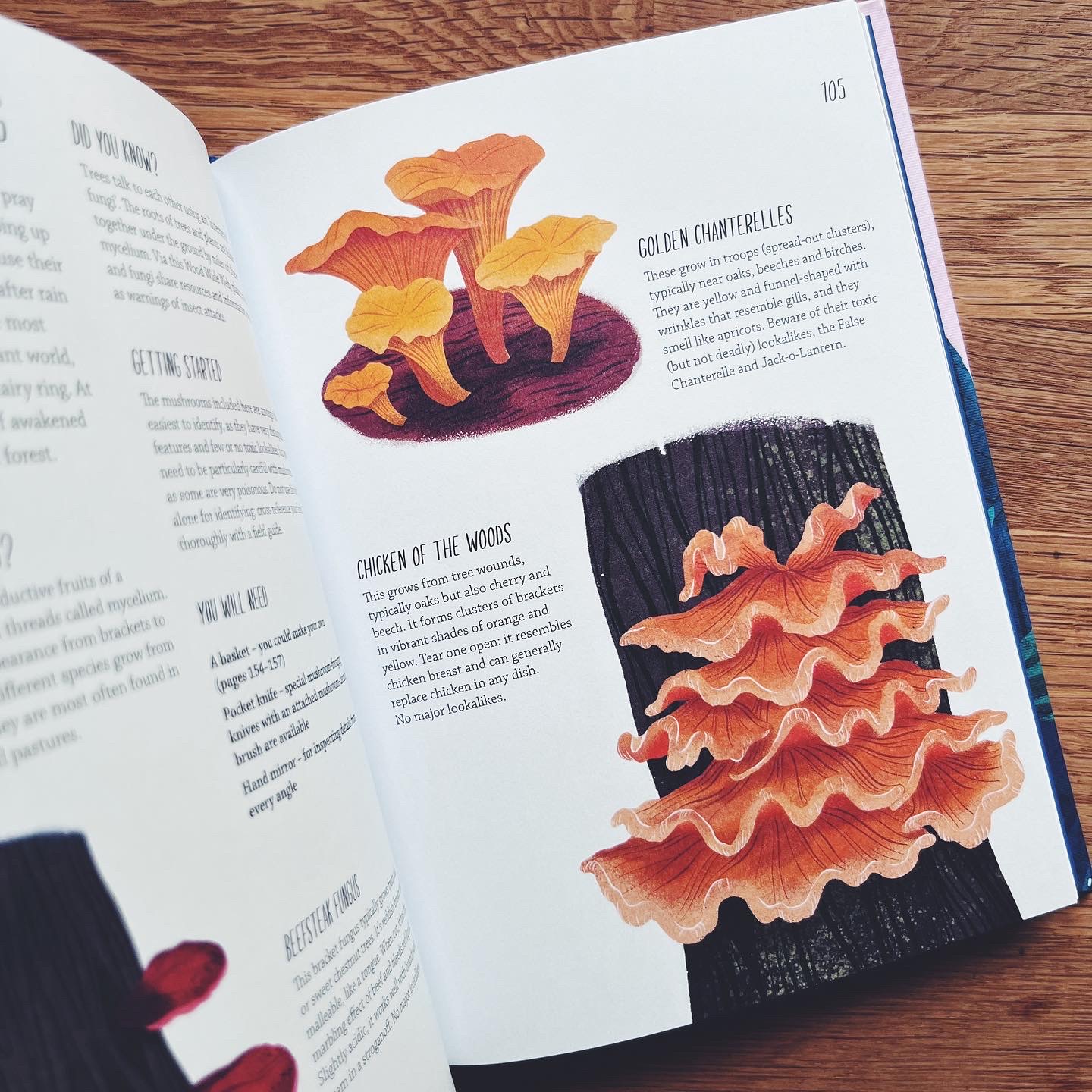 Rewild Your Life: Reconnect to nature over 52 seasonal projects