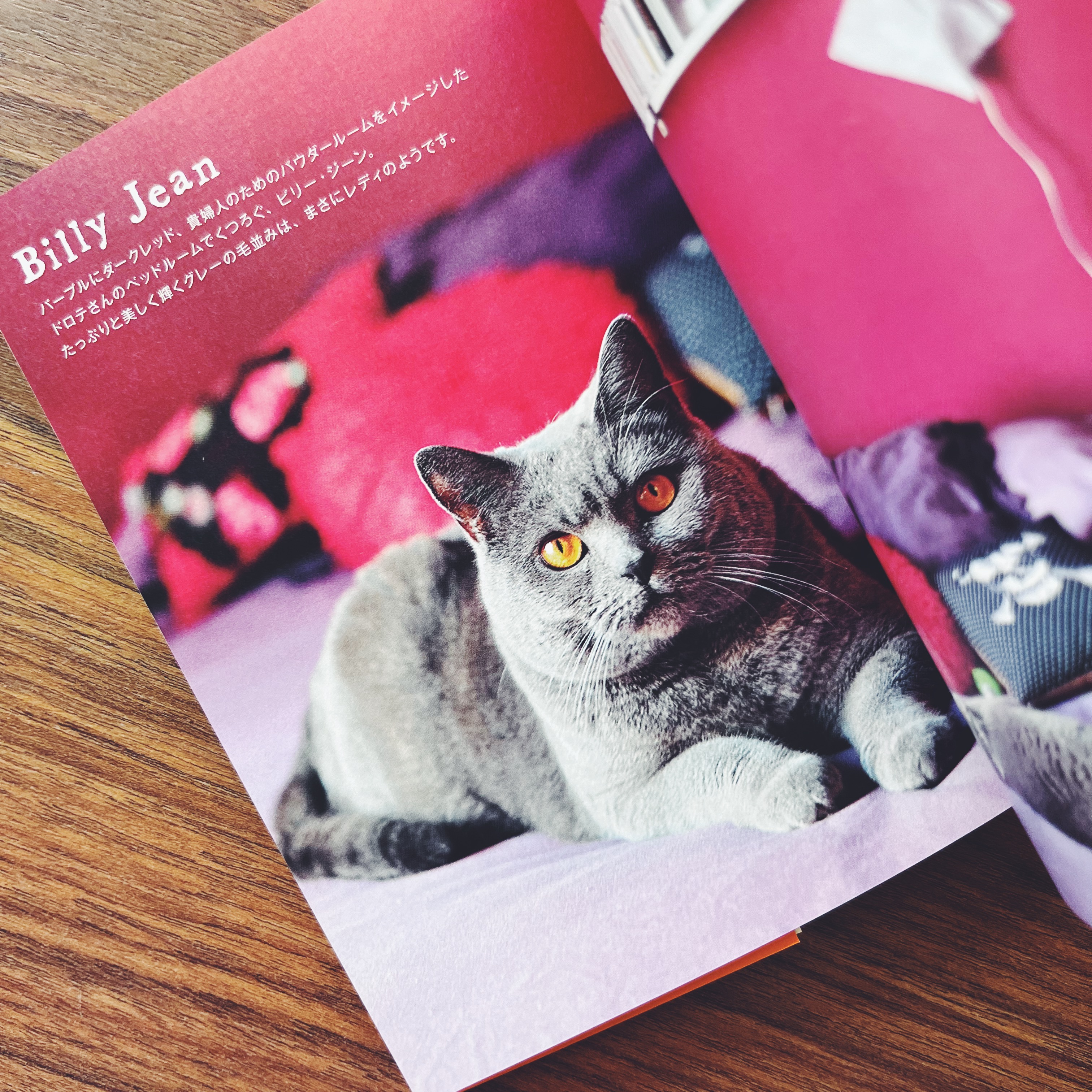 Mon petit chat de Paris