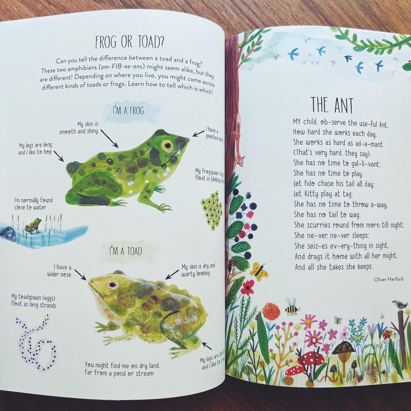A Friend to Nature: Activities and Inspiration to Connect with the Wild World
