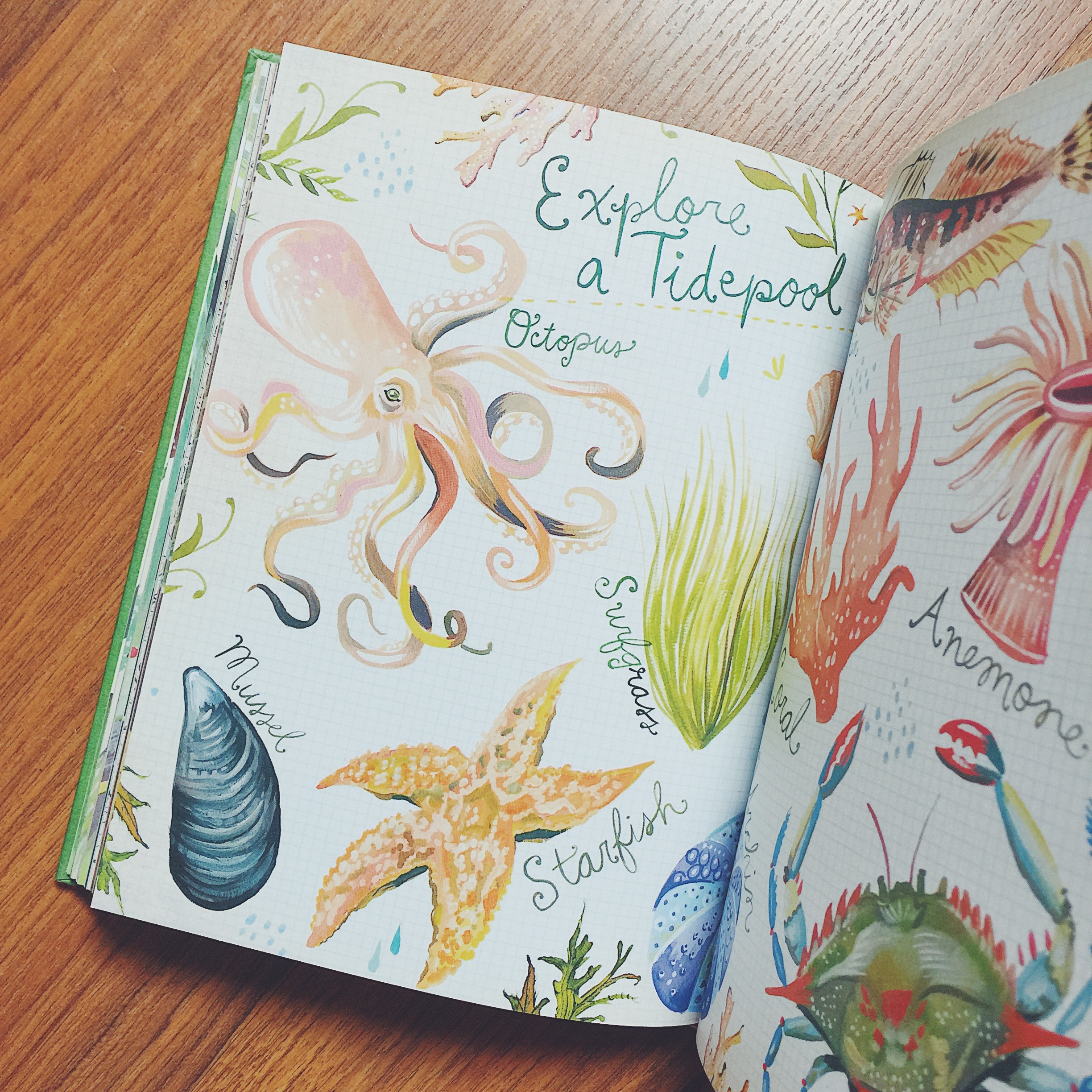 How to Be a Wildflower: A Field Guide