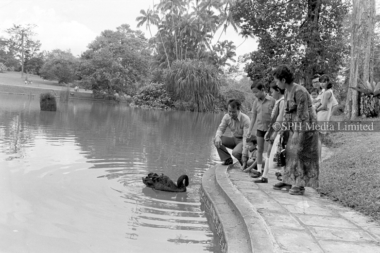 Black Swan at Botanic Gardens 1973-My Sg Memories