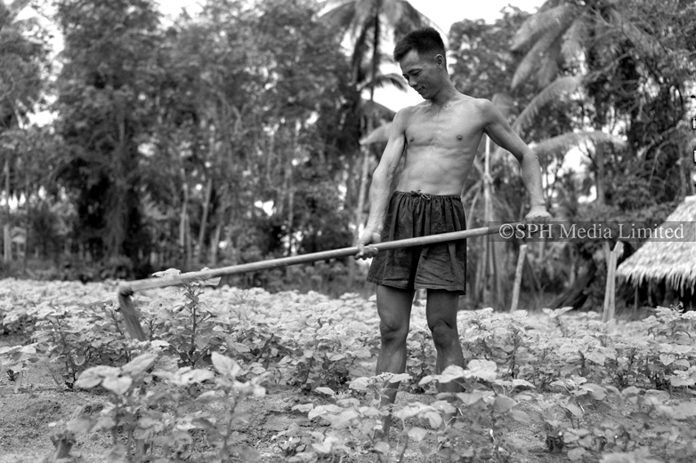 Farmer Harvesting Crops in Bedok 1951-My Sg Memories