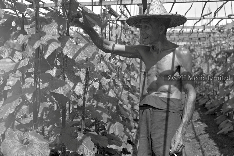 Farmer Tending to his Harvest in Bedok 1953-My Sg Memories