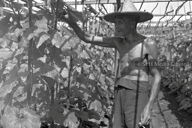 Farmer Tending to his Harvest in Bedok 1953-My Sg Memories