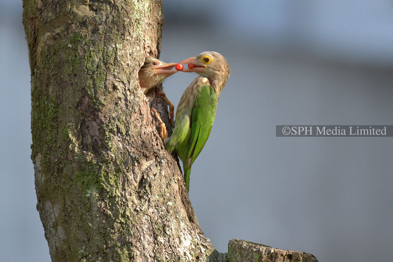Bird feed, 2019 Print