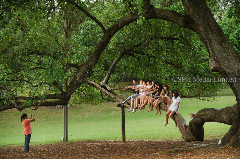 Friends sitting on a tree, 2009 Print