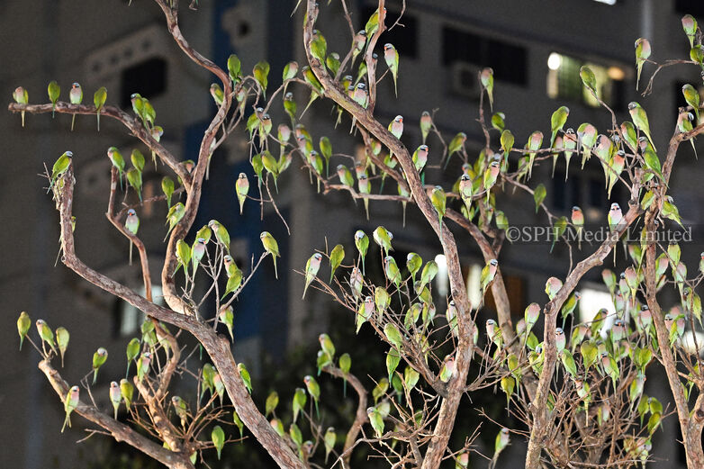 Red-breasted parakeets, 2025 Print
