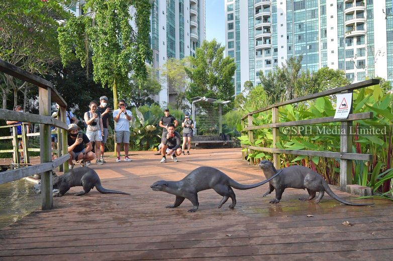 Otters at Alexandra Park Connector, 2022 Print