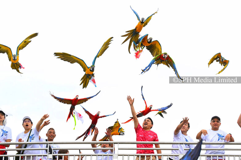 Parrot paradise, 2024 Print