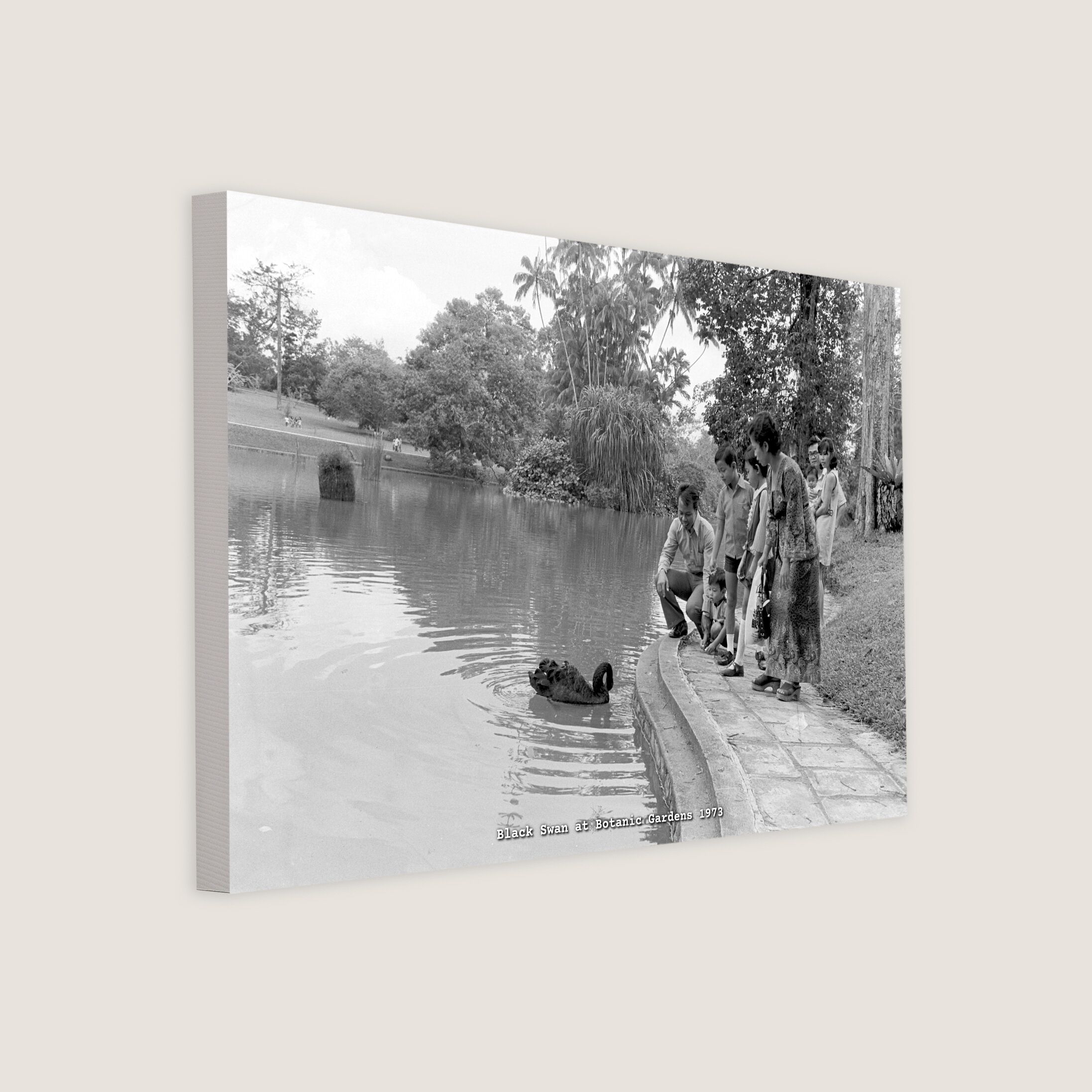 Black Swan at Botanic Gardens 1973-My Sg Memories