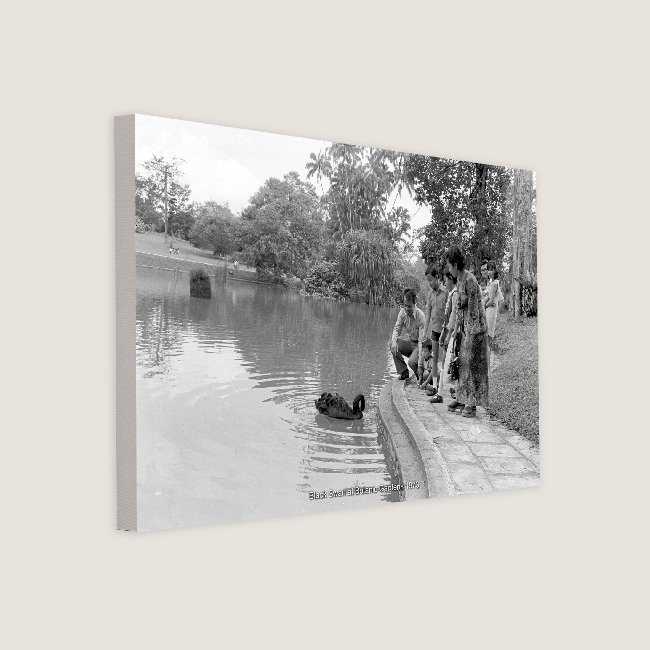 Black Swan at Botanic Gardens 1973-My Sg Memories