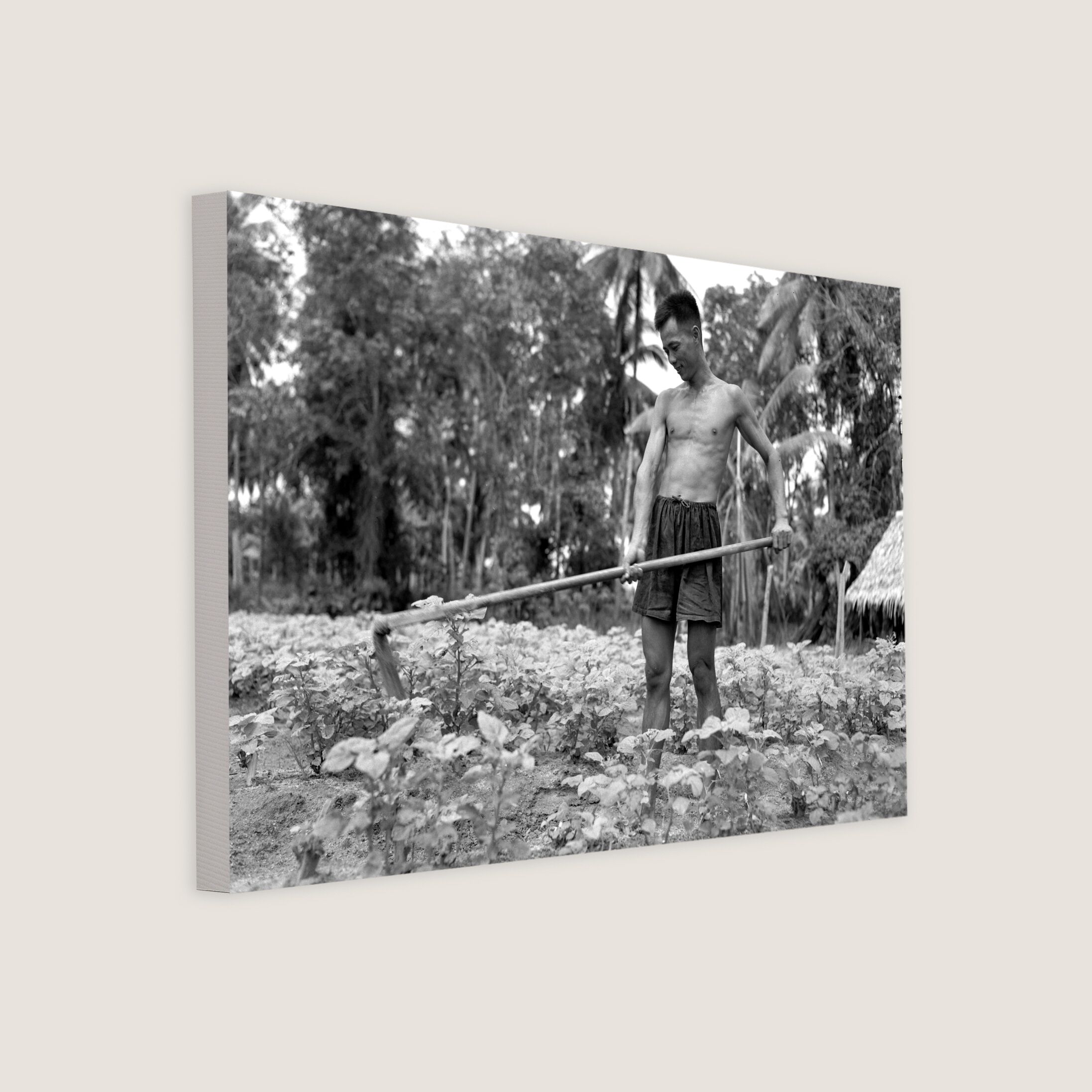 Farmer Harvesting Crops in Bedok 1951-My Sg Memories