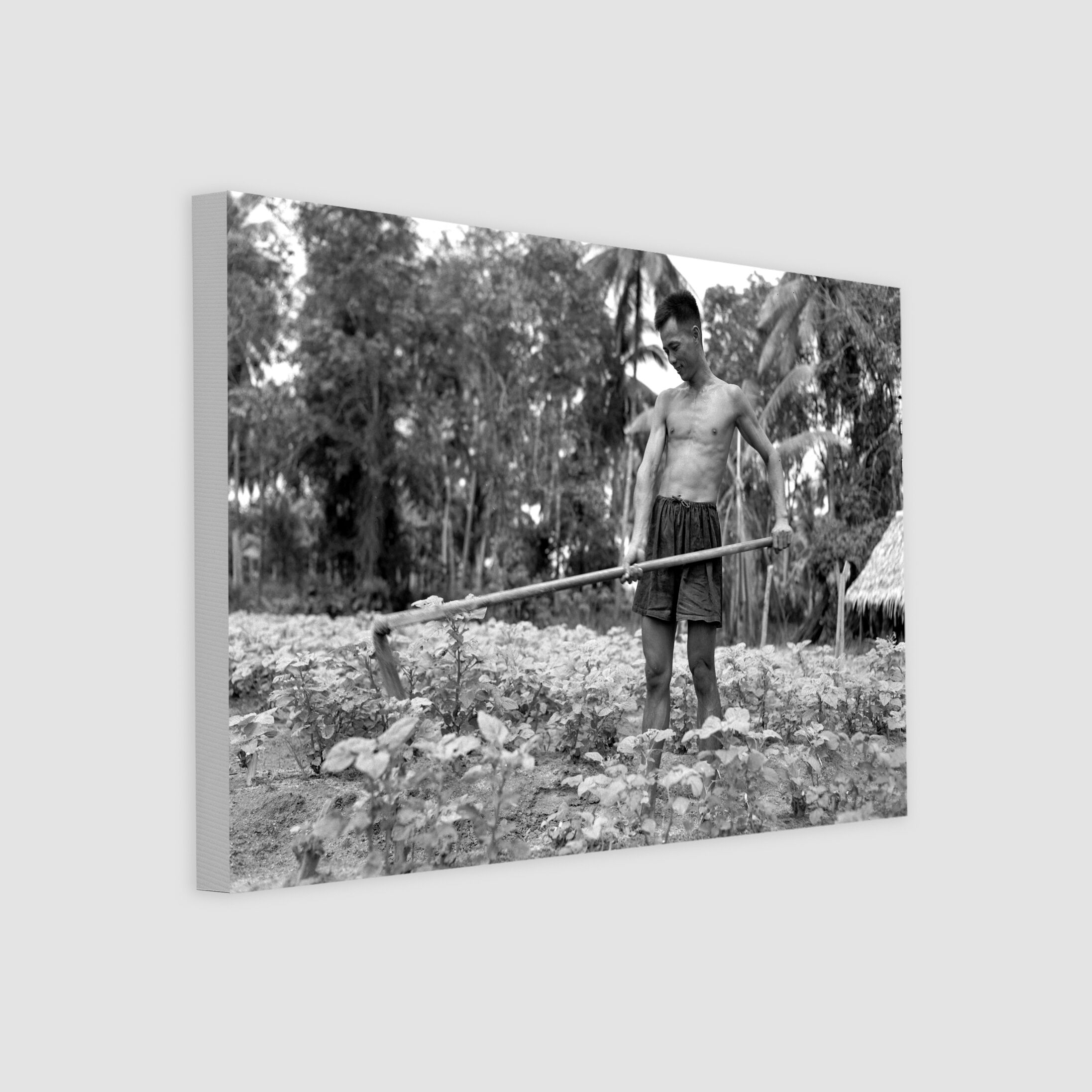 Farmer Harvesting Crops in Bedok 1951-My Sg Memories