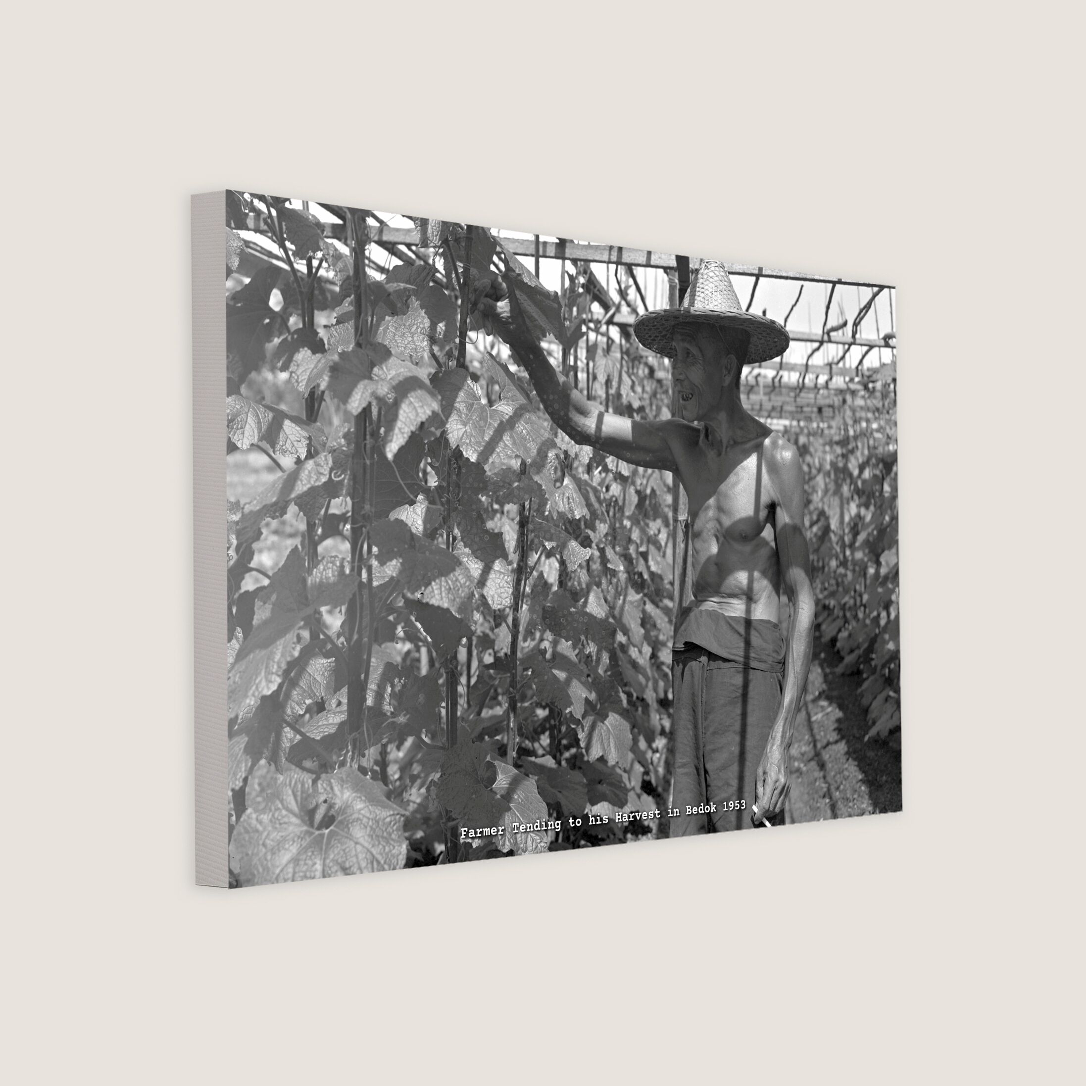 Farmer Tending to his Harvest in Bedok 1953-My Sg Memories