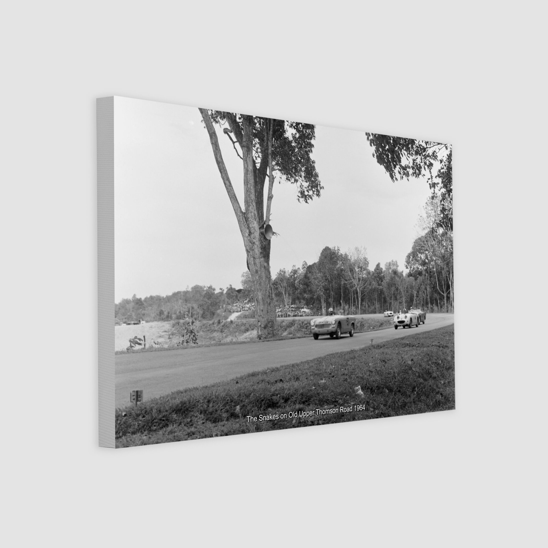 The Snakes on Old Upper Thomson Road 1964-My Sg Memories
