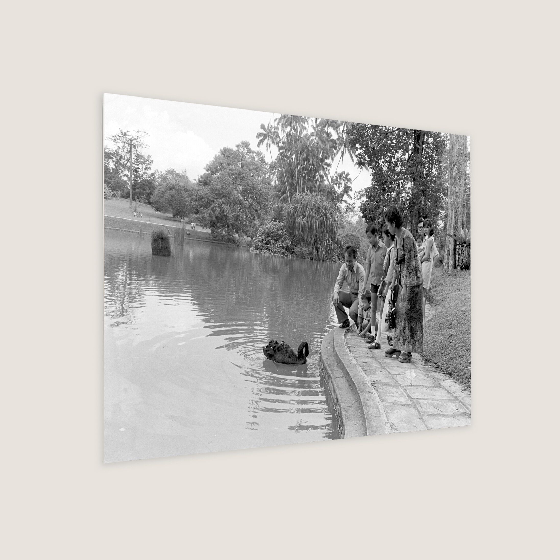 Black Swan at Botanic Gardens 1973-My Sg Memories