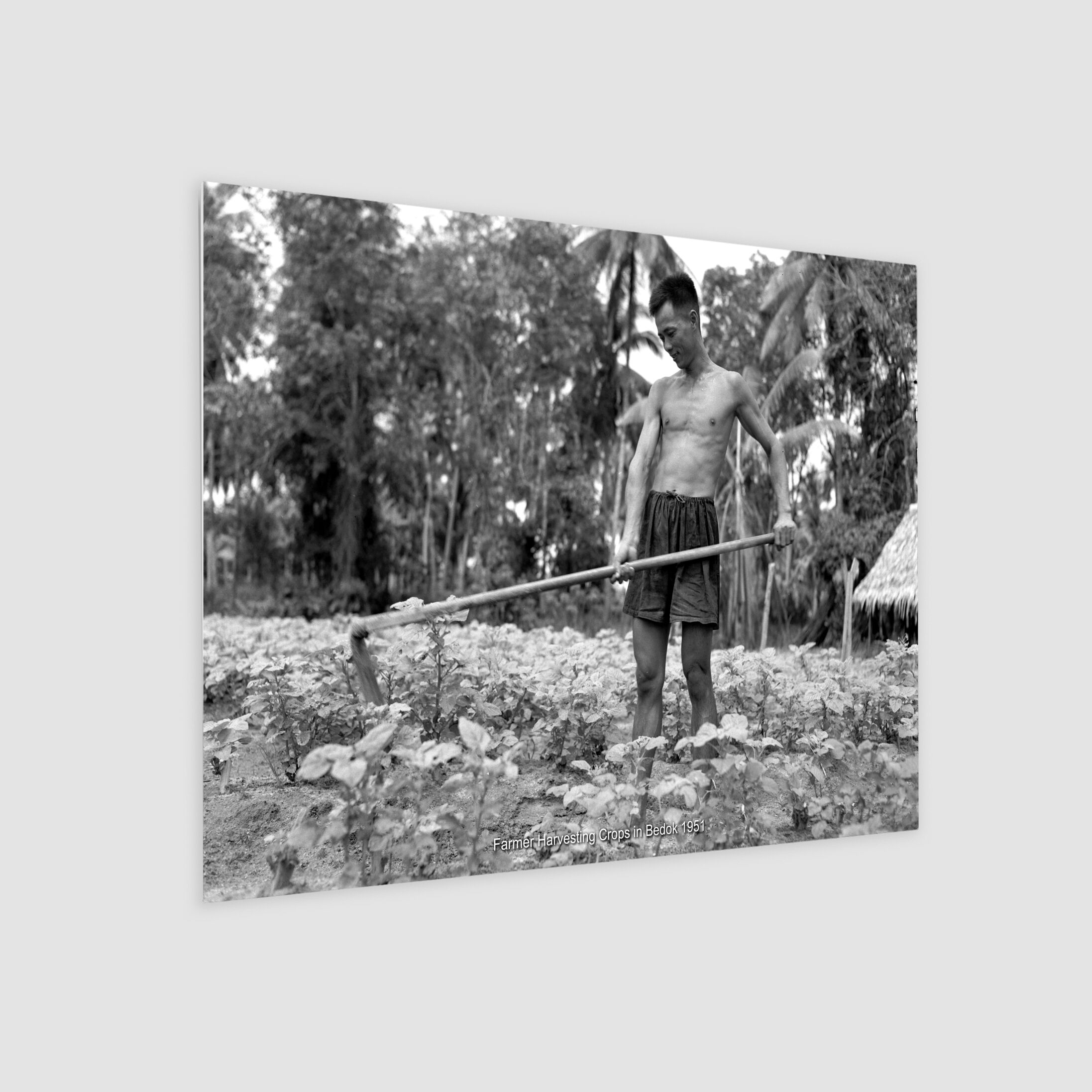 Farmer Harvesting Crops in Bedok 1951-My Sg Memories