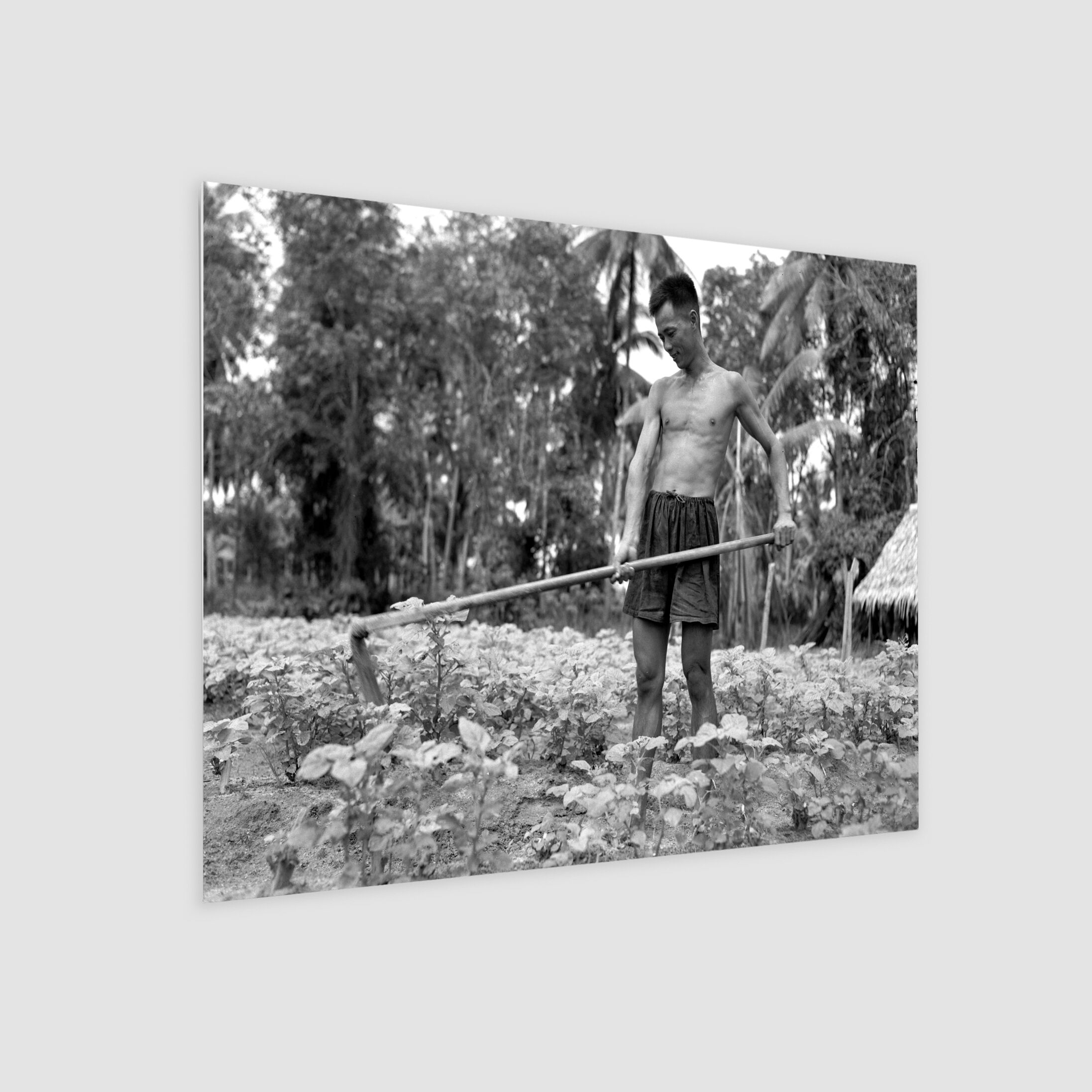 Farmer Harvesting Crops in Bedok 1951-My Sg Memories