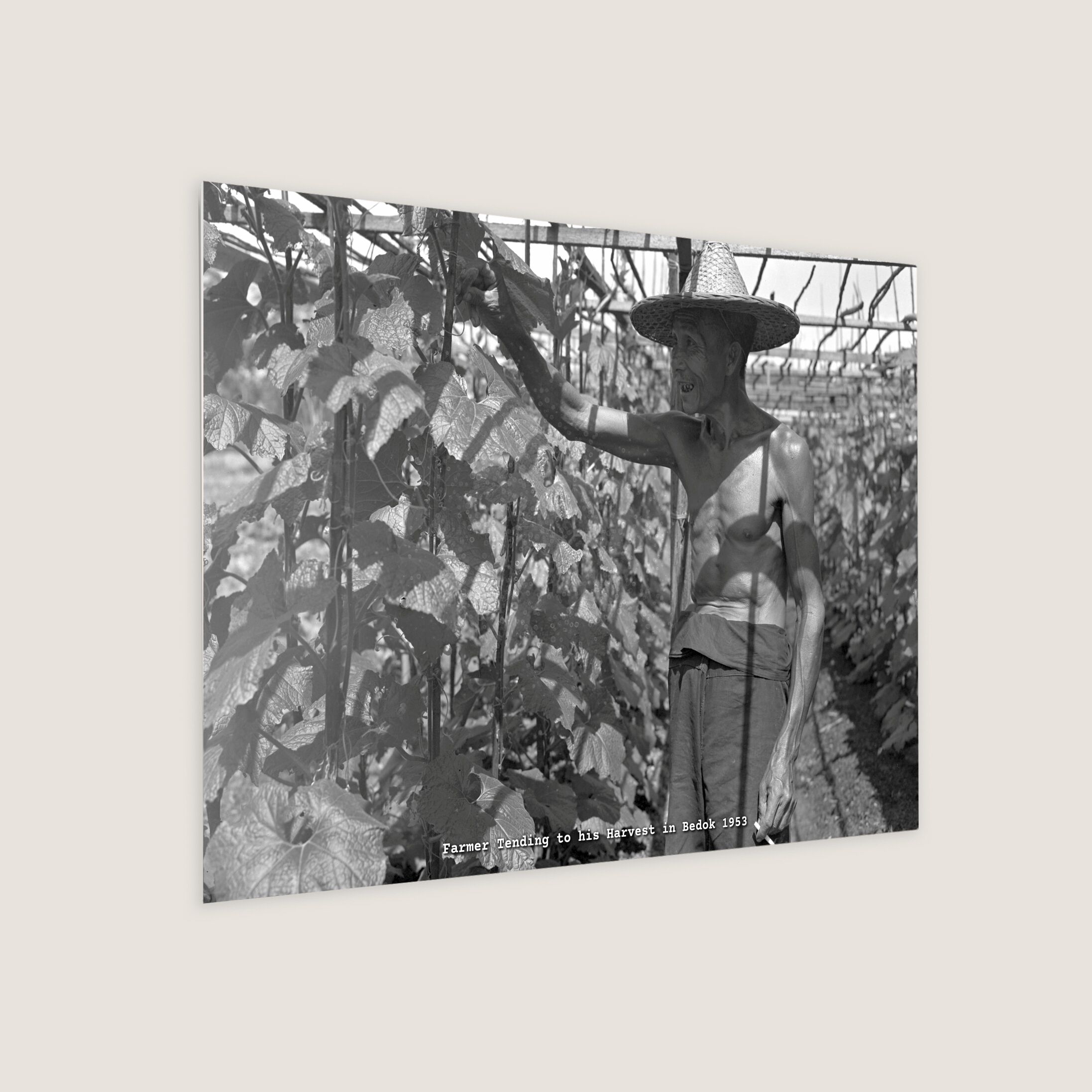 Farmer Tending to his Harvest in Bedok 1953-My Sg Memories