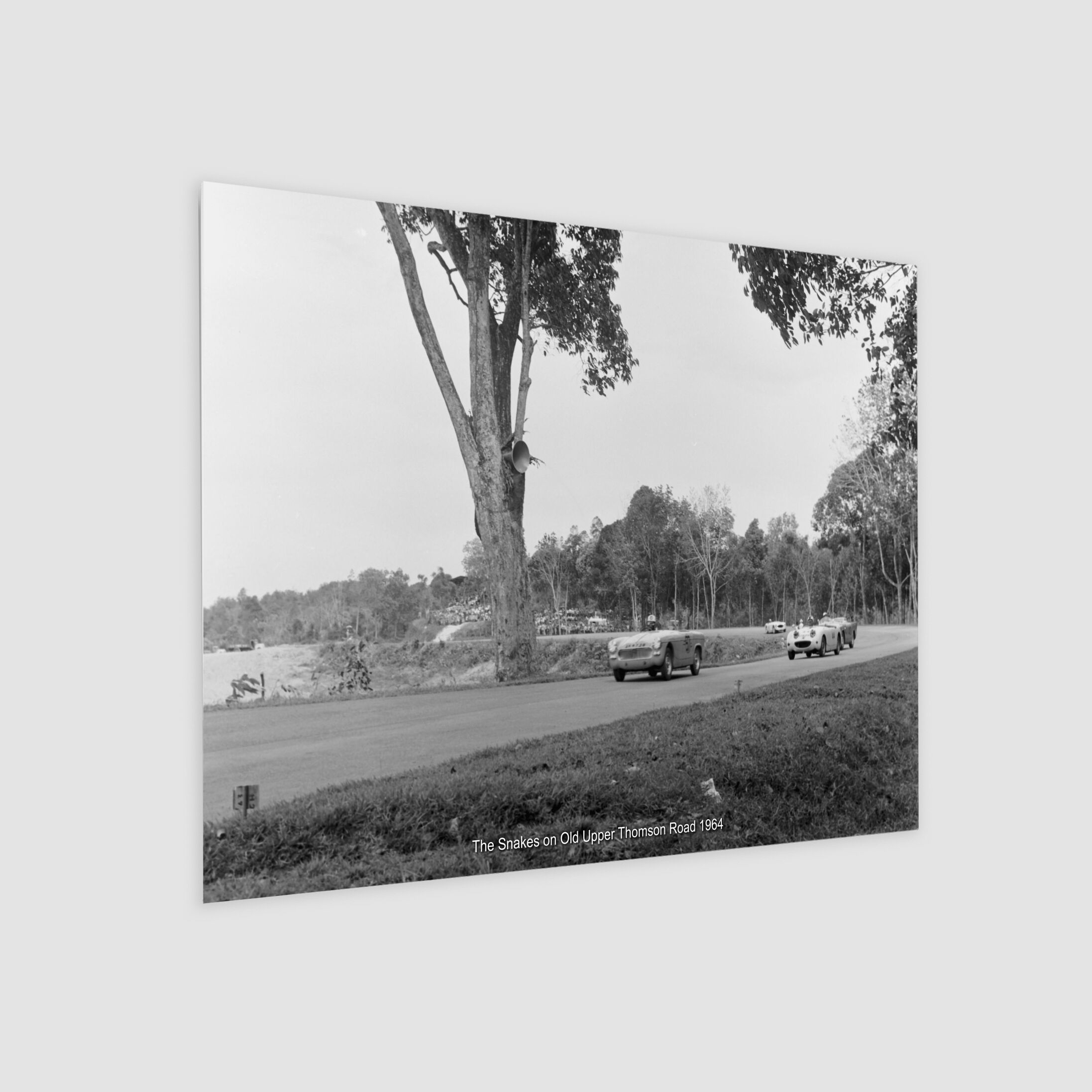 The Snakes on Old Upper Thomson Road 1964-My Sg Memories
