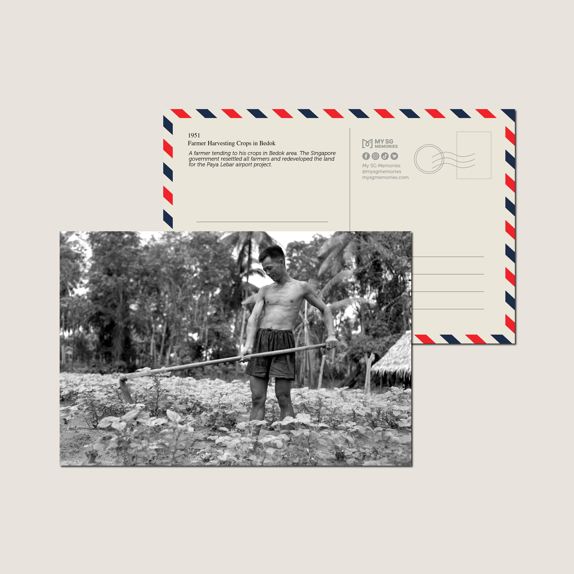 Farmer Harvesting Crops in Bedok 1951-My Sg Memories