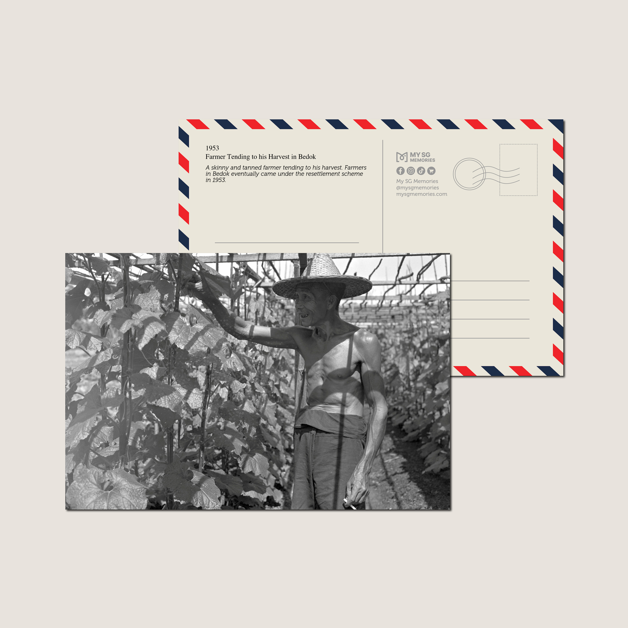 Farmer Tending to his Harvest in Bedok 1953-My Sg Memories
