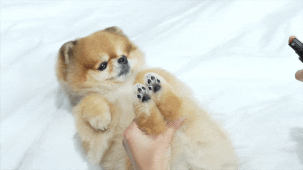 Walkly Waterless Foot Cleaner