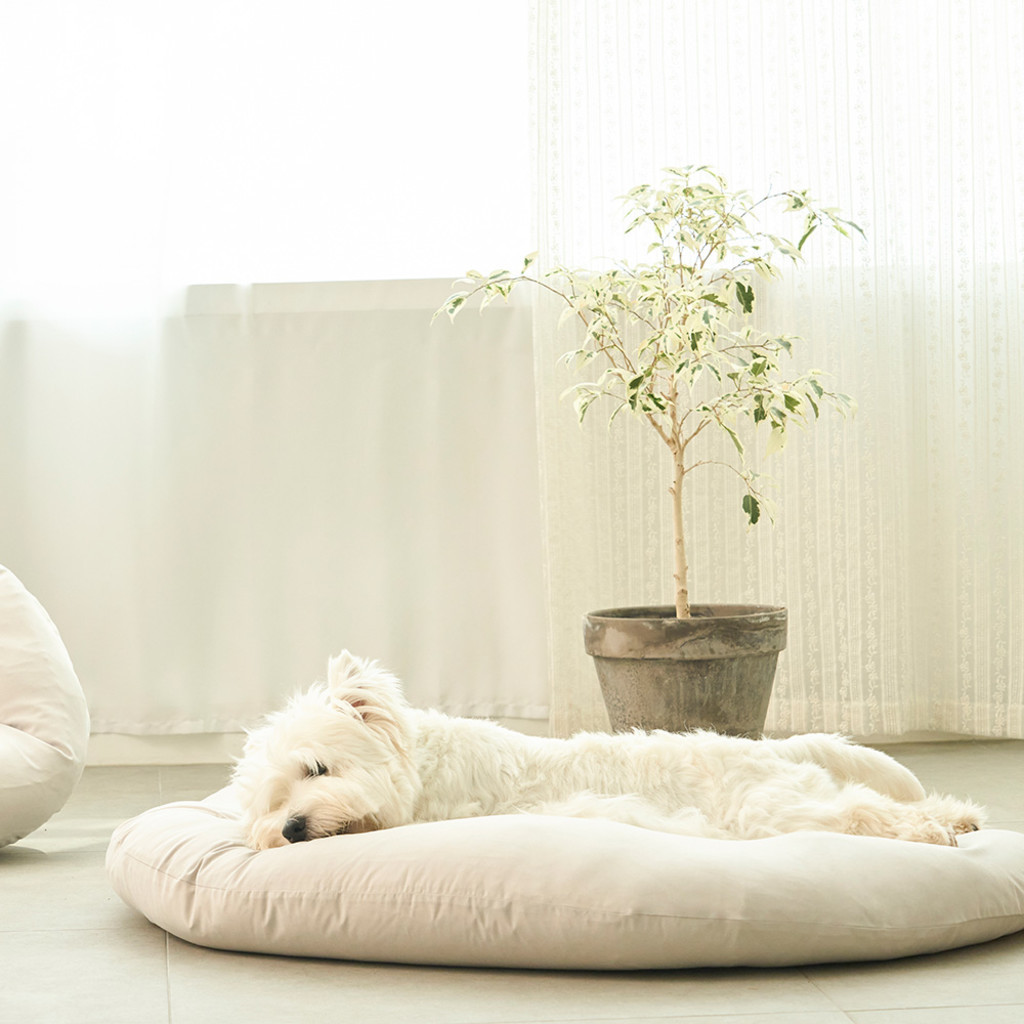 duit dim sum cushion