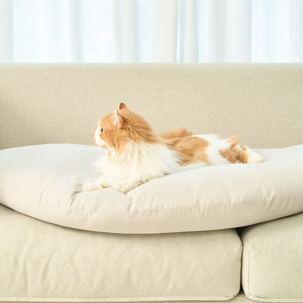 duit dim sum cushion