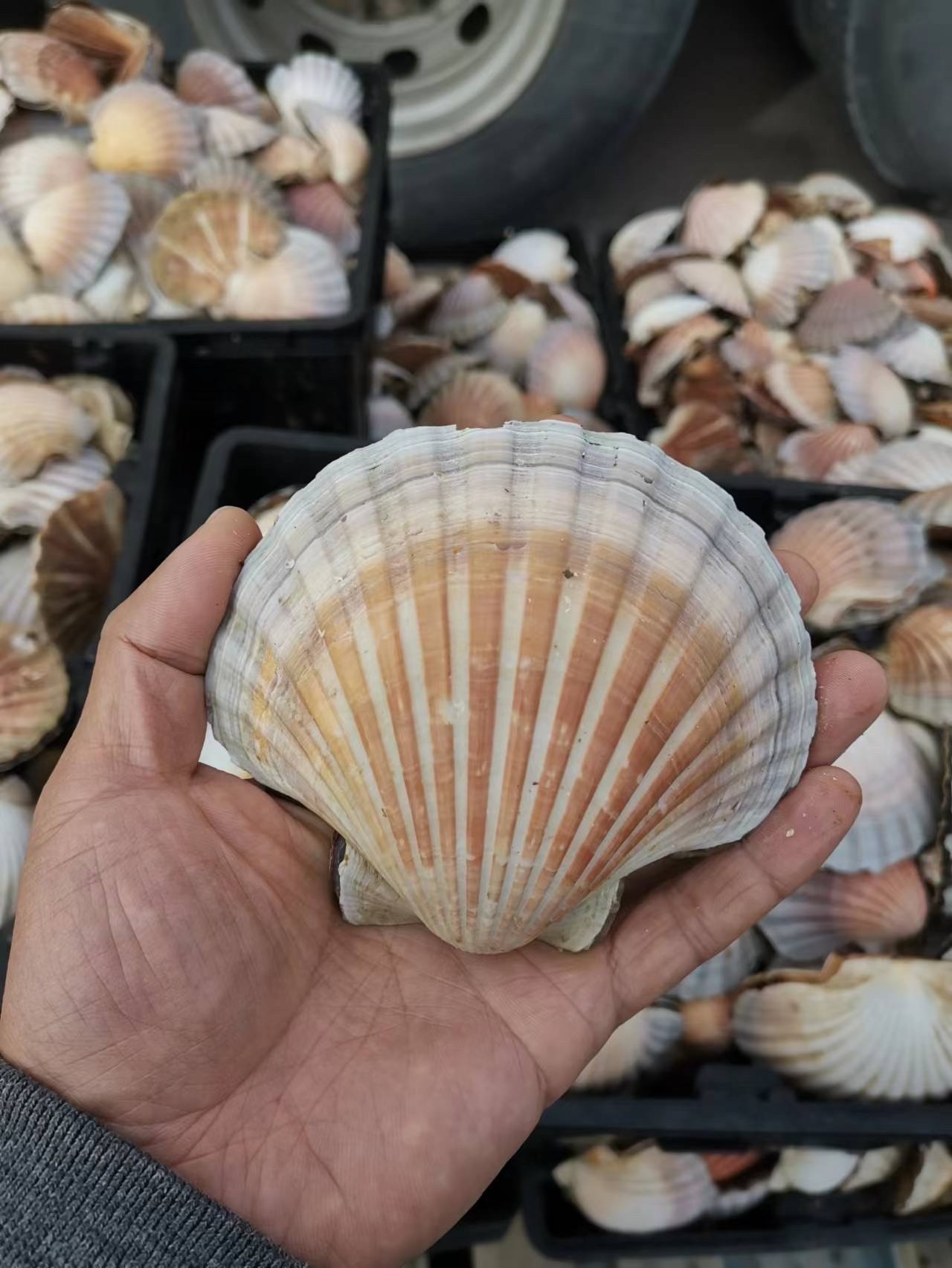 塔斯漁船定製-無沙急凍整殼大扇貝（每公斤約12-14只）