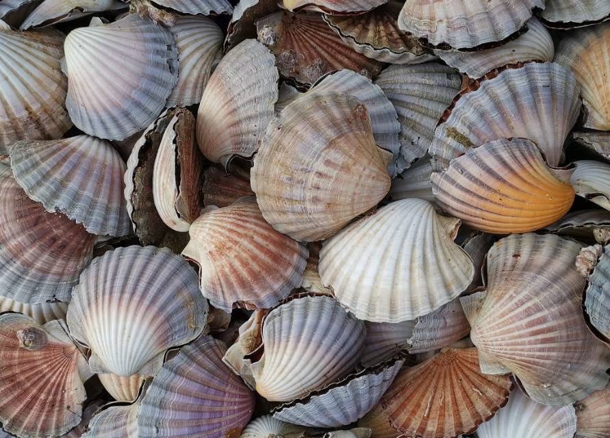 塔斯漁船定製-無沙急凍整殼大扇貝（每公斤約12-14只）