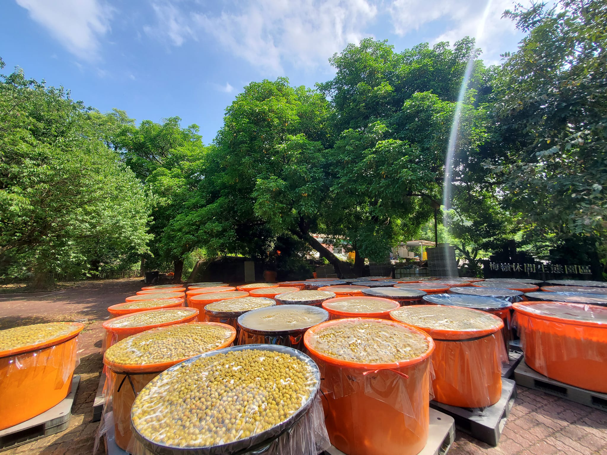 台灣🇹🇼梅嶺 太山梅子雞原味料理罐300G  