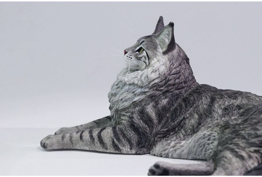 【預購】正版授權 獵跡 1/6 銀虎緬因貓