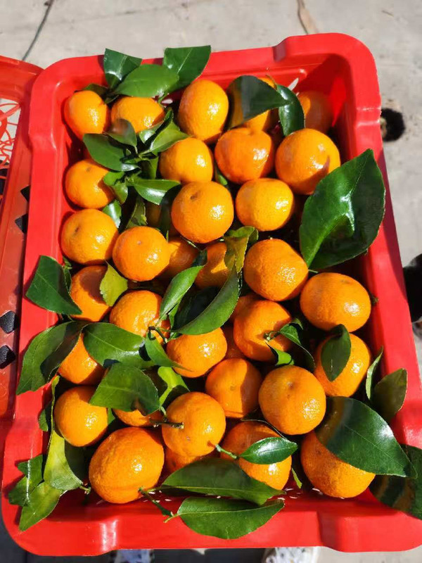 ST | Shatang Tangerine 砂糖桔 2kg (25-30 pc)