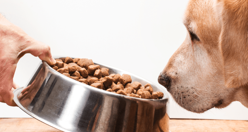 The Ultimate Guide to Dog Nutrition What to Feed and What to