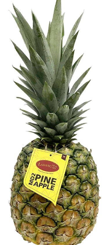 MD2 Pineapple size C