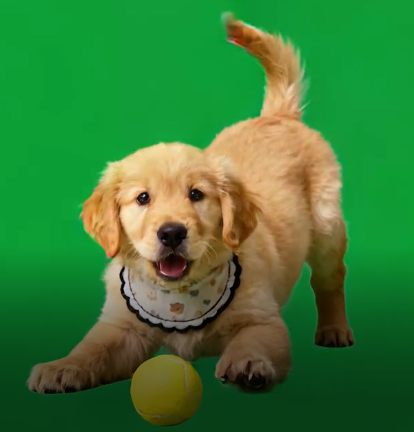 ペット用ホログラフィックデジタルセンス ホログラフィックデジタルハウス(デジタルセンスビデオは電子メールのみ,ペットハウスは別途購入する必要があります) - 