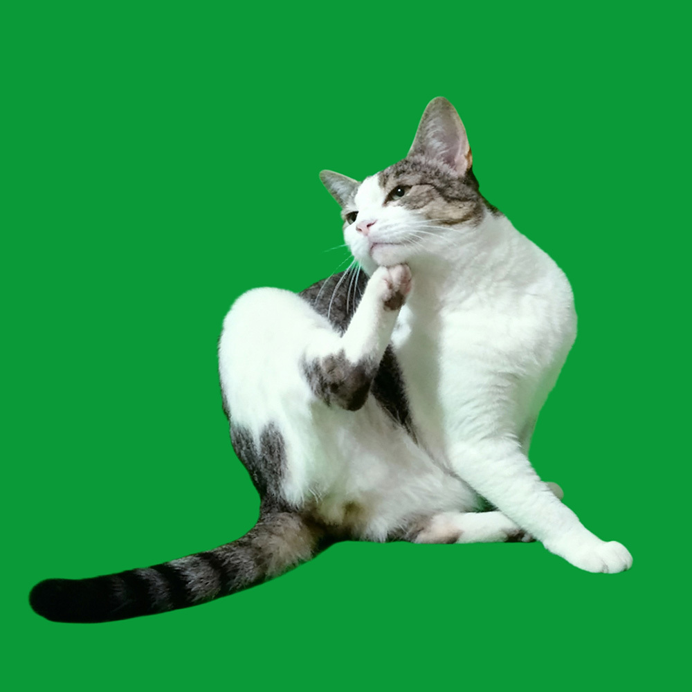 スクラッチシーン - 