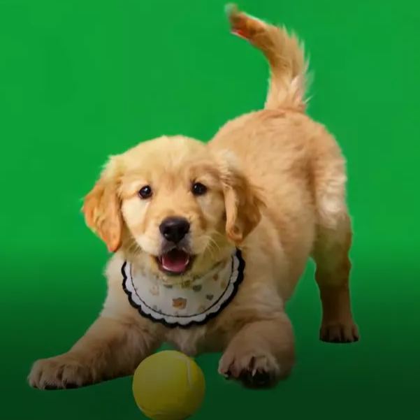 Holographic Digital Sences For Pet Holographic Digital House(Only Digital Sences Video by E-mail; Pet House Need to be purchased separately) - MyMoonLampAu