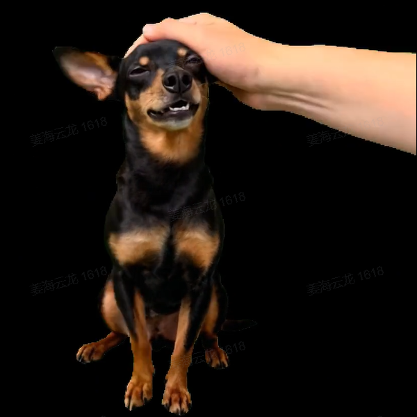 Pet Holographic Digital House | Pet Memorial Ornaments | High-Transmittance Holographic Material Image DIY Pet Holographic House
