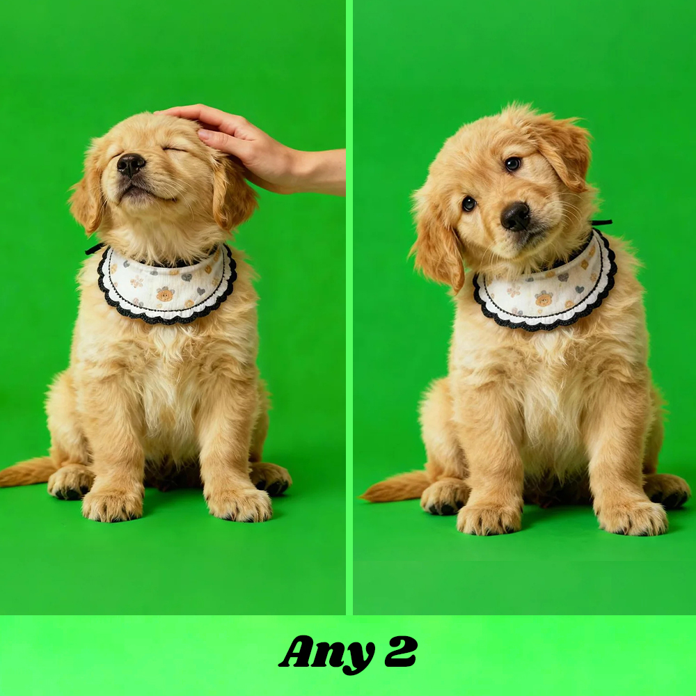 Holographic Digital Sensory Video of Pet (Digital File via Email · 10s/Scene) - auphotoblanket