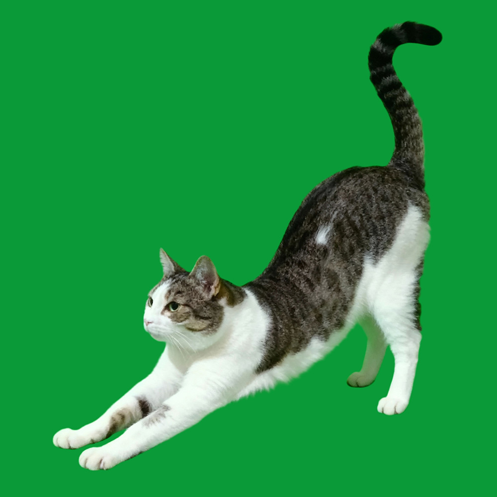 3D Angel Pet Cat Holographic House Custom Pet Memorial Display Vidio Box Lumina Boxes Gift For Pet Lovers - auphotoblanket