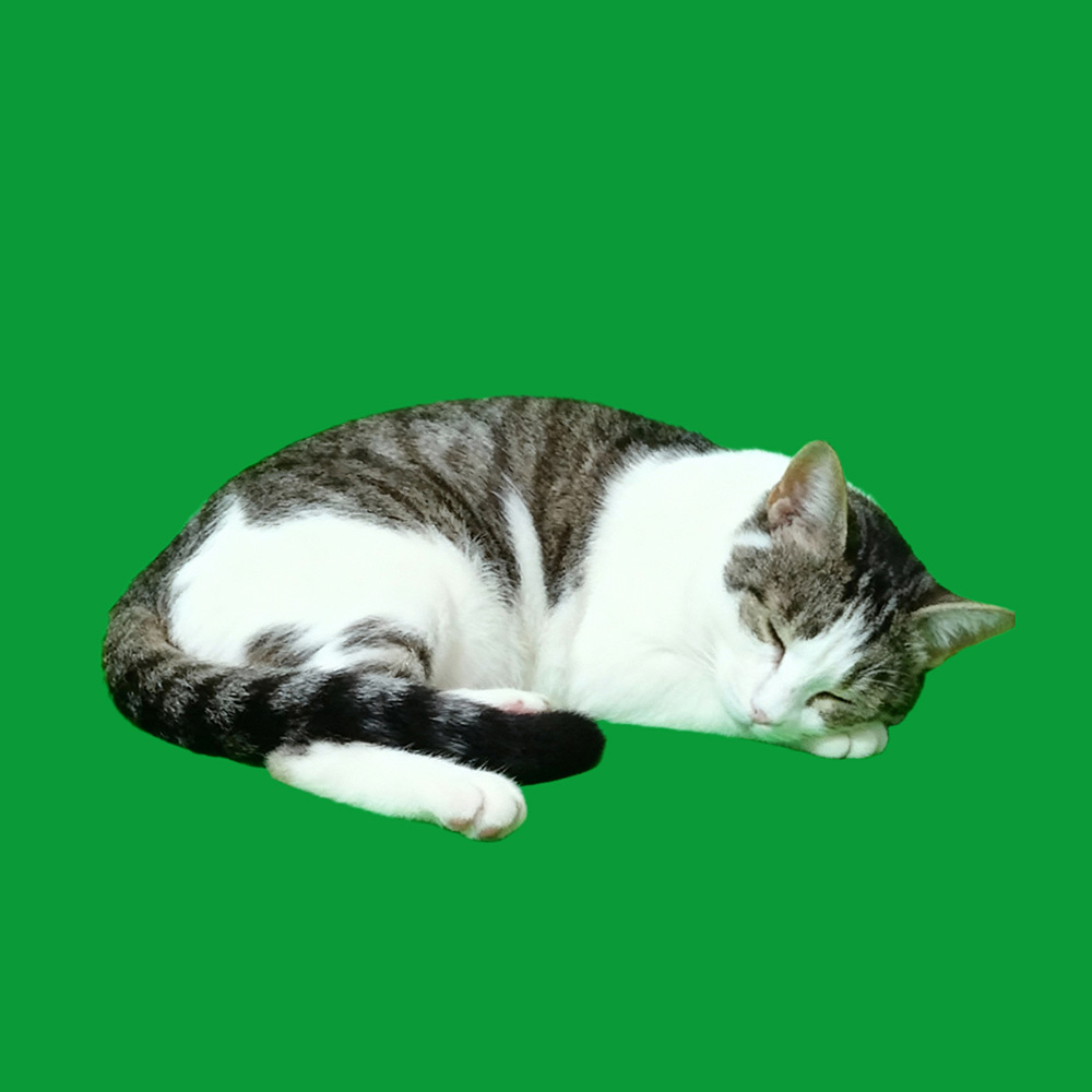 3D Pet Holographic House Lumina Boxes Custom Pet Memorial Display Crystal-Clear Holographic Image - auphotoblanket